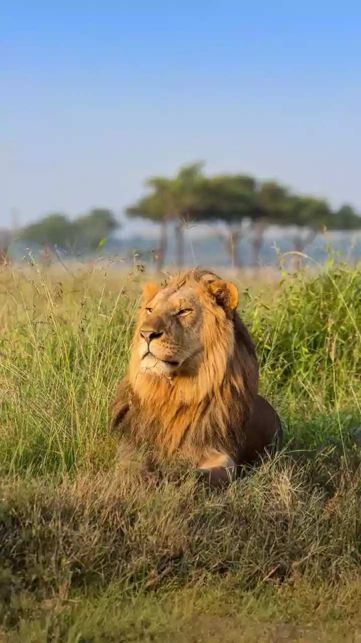 Barda Sanctuary Asiatic Lions: Avoiding Confusion Between 2025 and 2026 Lion Counts