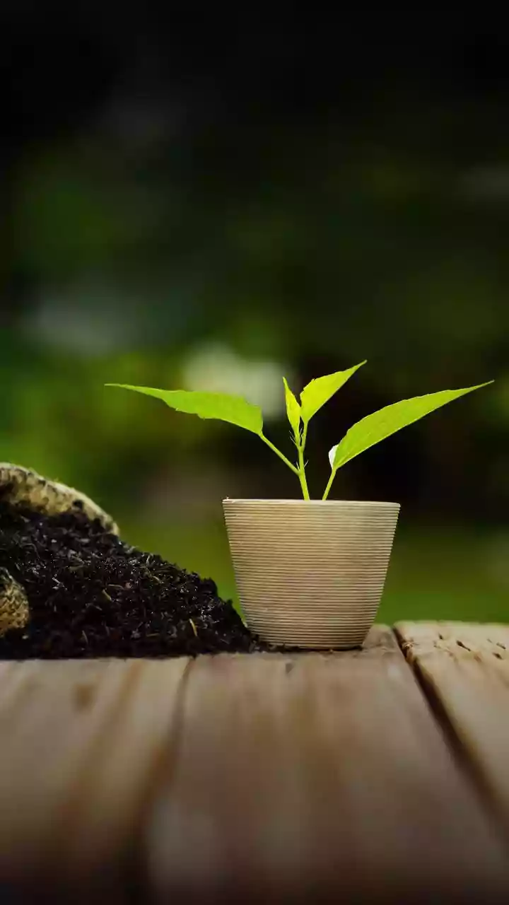How To Repot Indoor Plants Safely Beginners Guide To Changing Soil For Healthy Plants