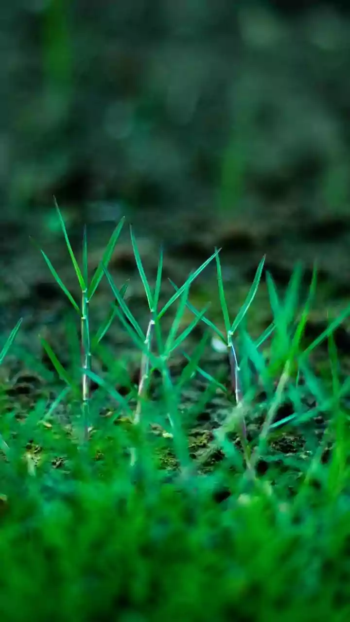 Revitalize Your Lawn: The Art and Science of Slit-Seeding for a Lush Spring