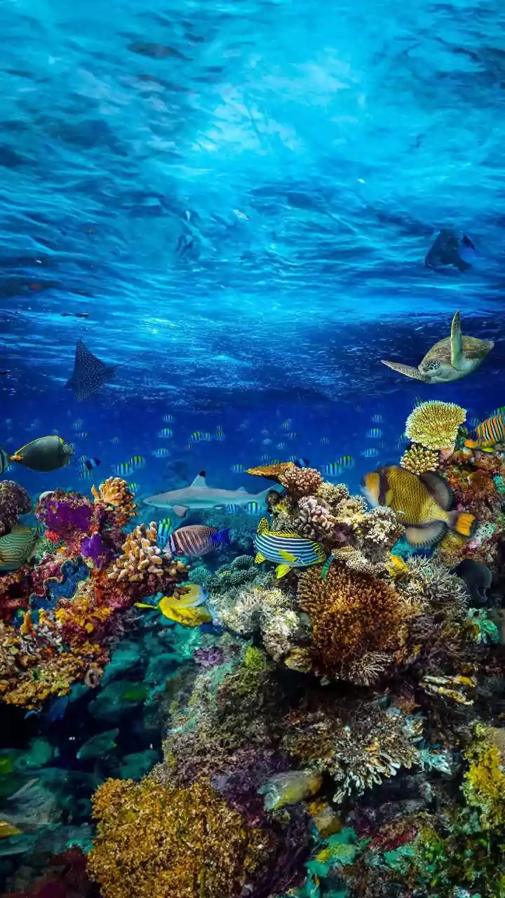 How Eco-Conscious Travellers Follow Sustainable Guidelines To Protect Lakshadweep Vulnerable Coral Ecosystems