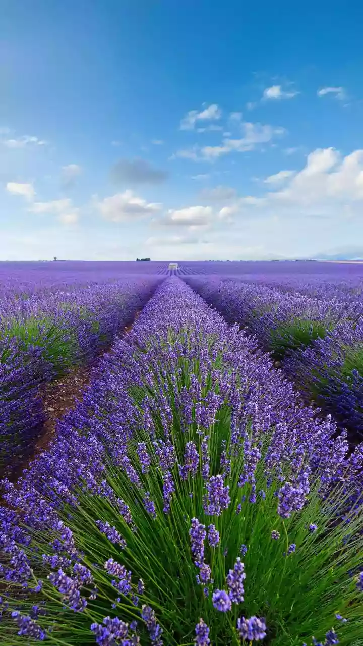 The August Sowing Window Highlights the Limits of a Generic Seasonal List