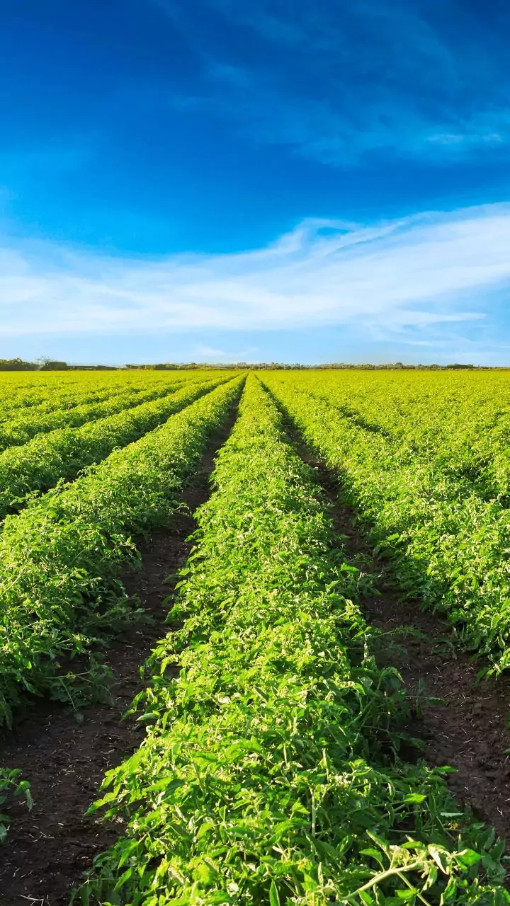 Ahead of Budget 2026, agriculture sector calls for big-picture reforms