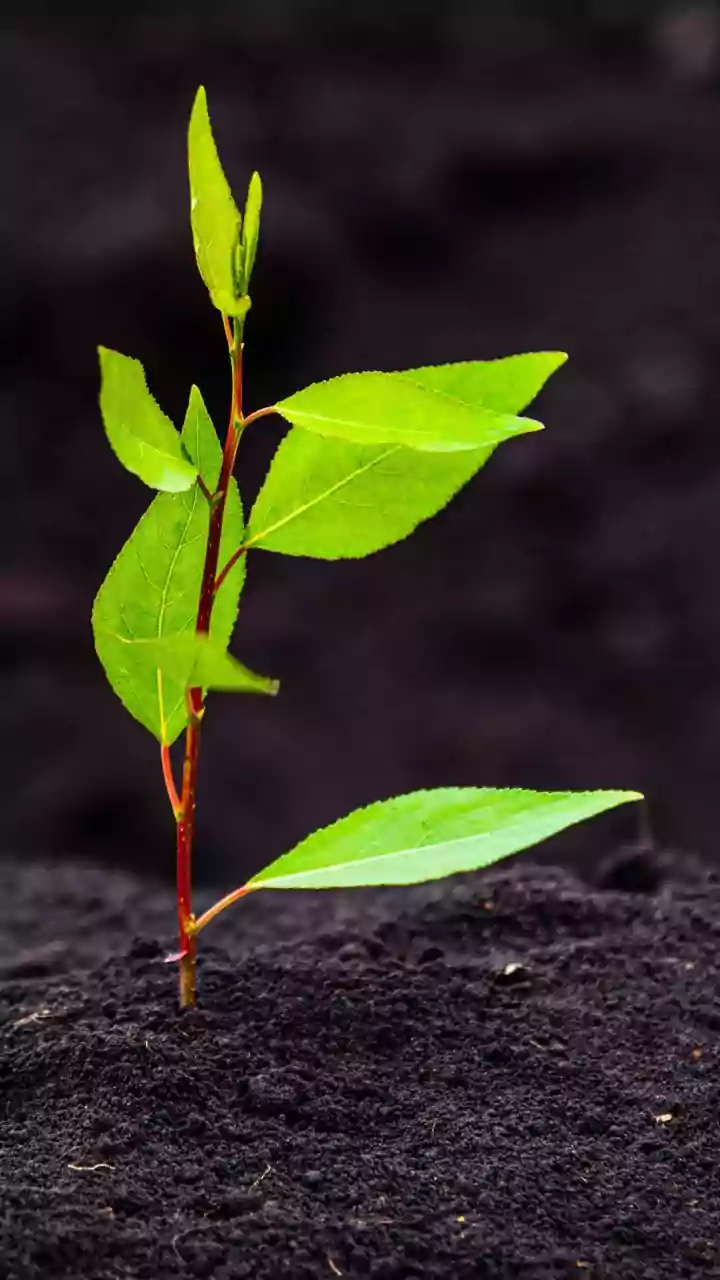 India's Soil: The Root of Nutritional Woes