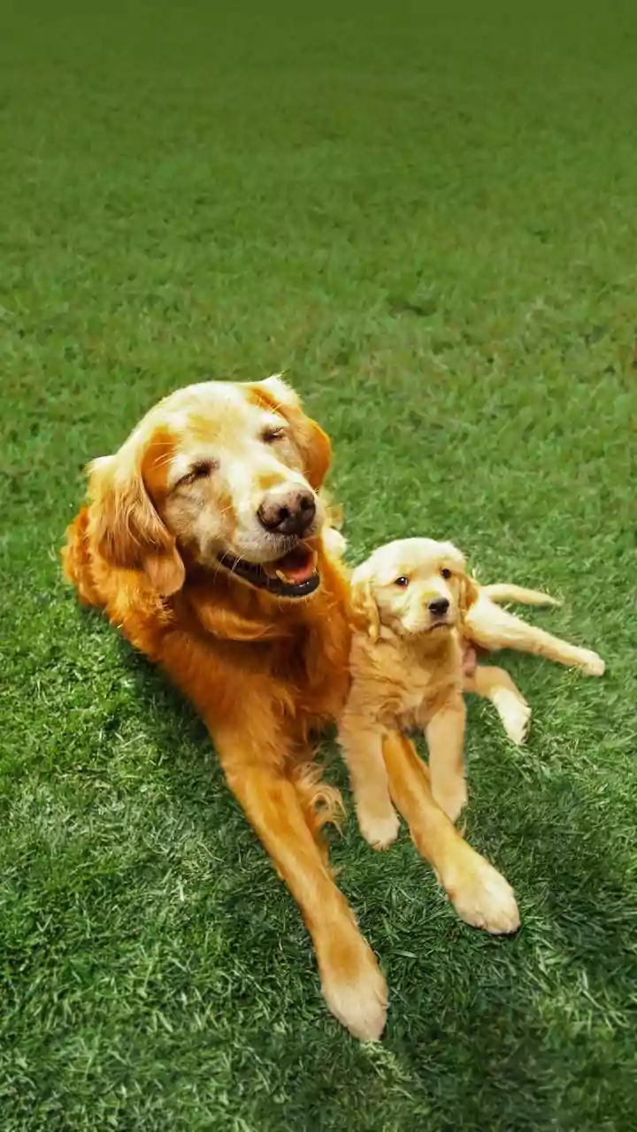 Decoding Dog Memory: More Than Just Recognition, A Complex System