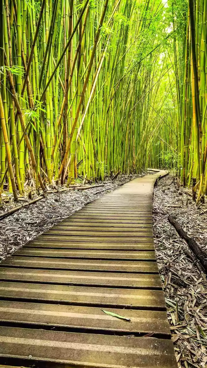 Explore Rwanda's lush bamboo forests on a trekking adventure
