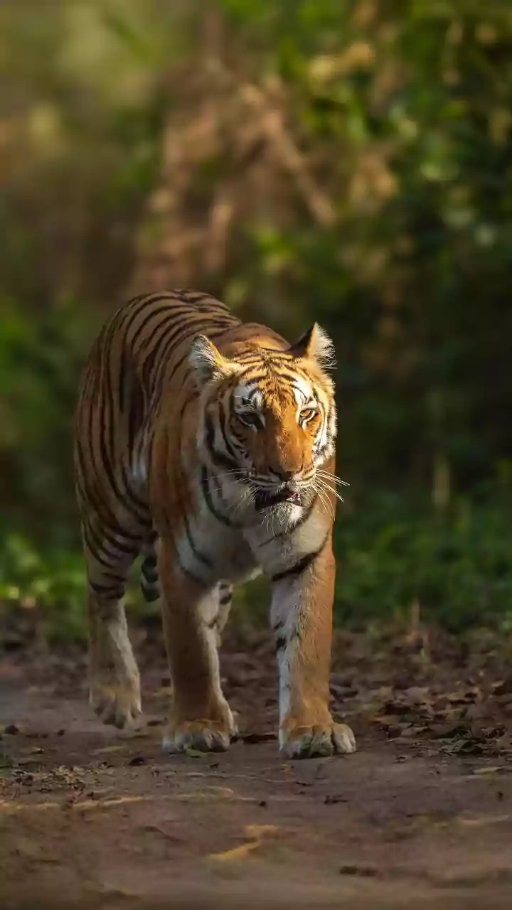A Larger Tiger Population Makes Coexistence Nepal's Next Conservation Test