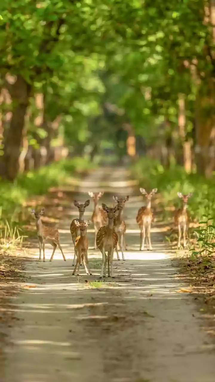 Tiger, wildlife census to begin in Jharkhand from December 15