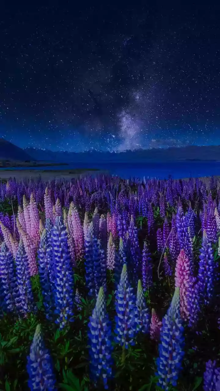 Indian Night Sky Guide: How To Spot Venus Without A Telescope