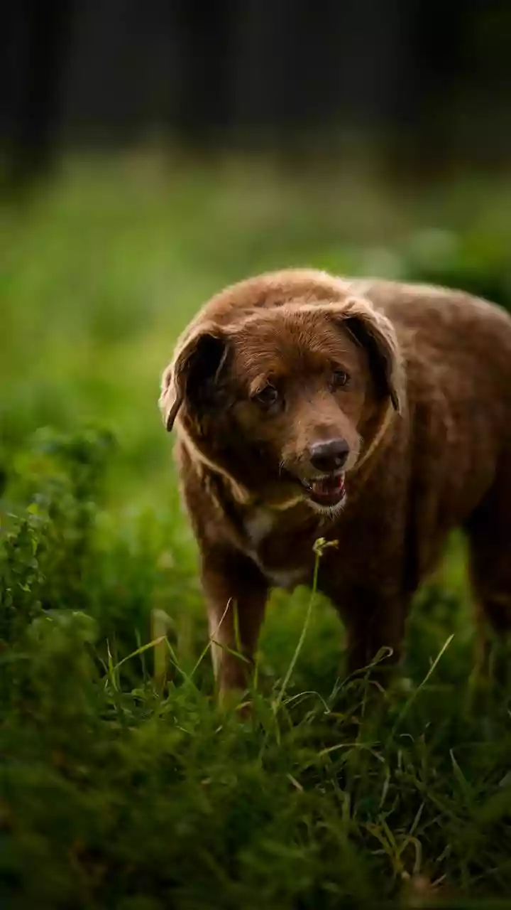 Youth arrested for beating dog to death in Meerut