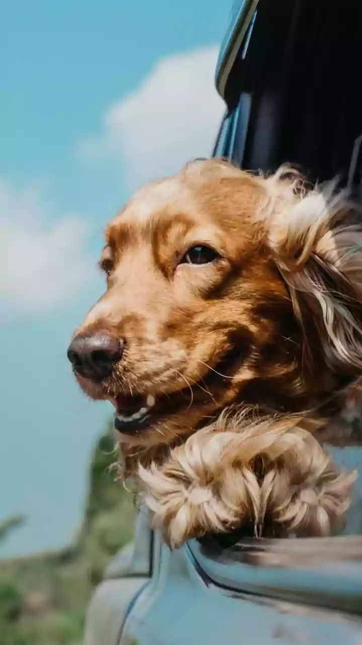 Heat Risks for Animals and Children in Vehicles Highlighted