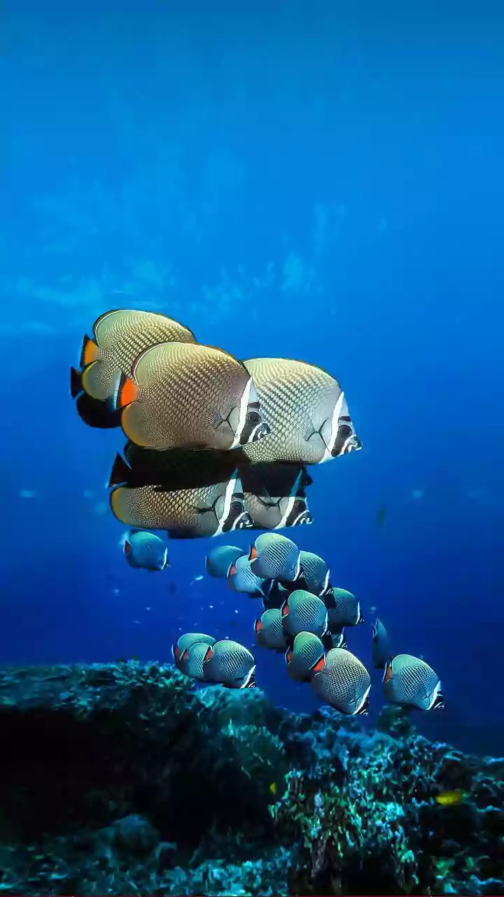 Discover the Magic Beneath the Ocean Waves!