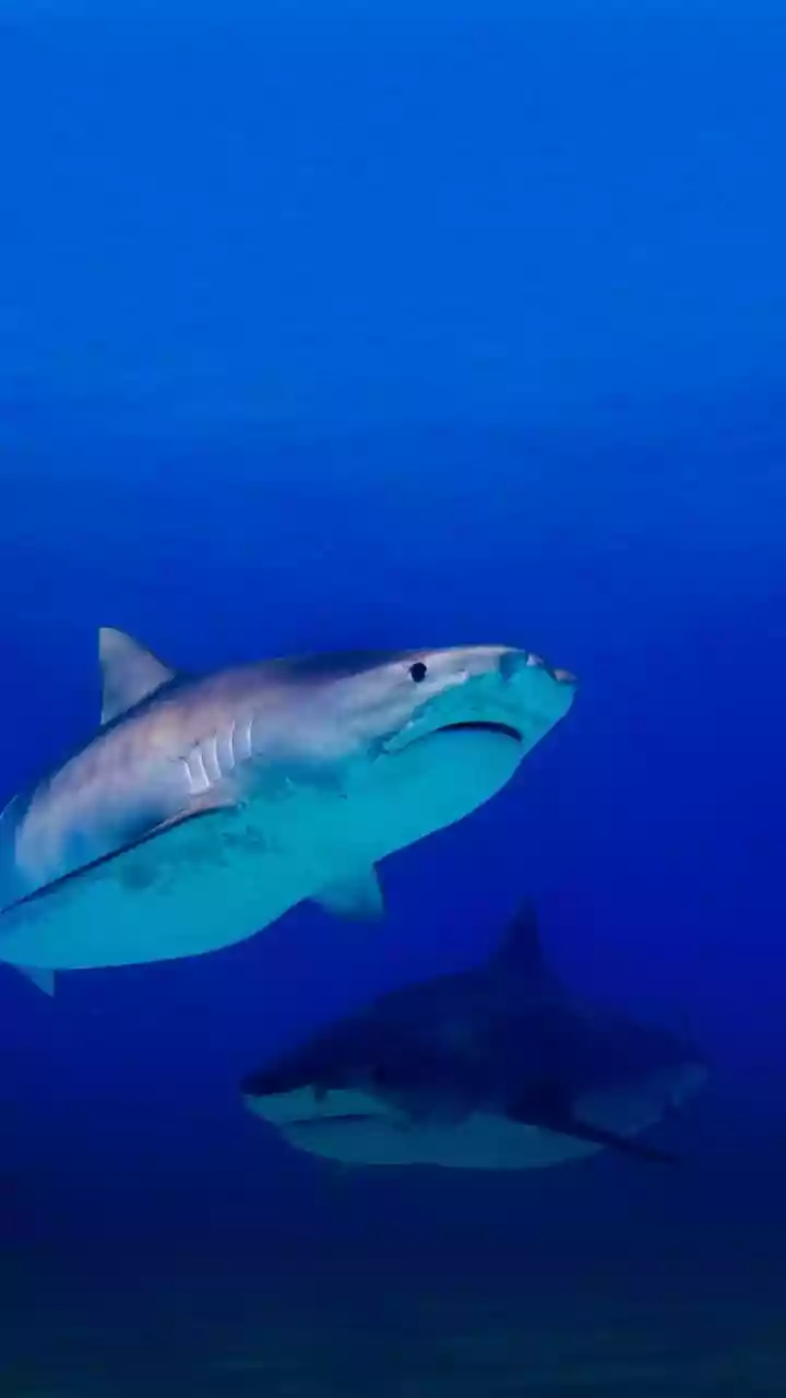 Cientistas conseguem filmar o tubarão-duende em seu habitat pela primeira vez