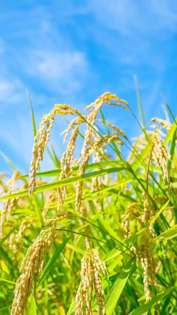West Bengal's Rice Revolution: Driving Growth, Boosting Competitiveness & Expanding Markets
