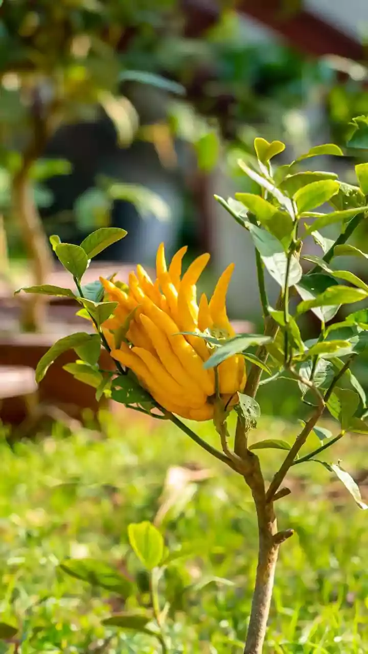 A Wildlife-Friendly Garden Starts With Plants Suited To Local Climate, Space And Visiting Species