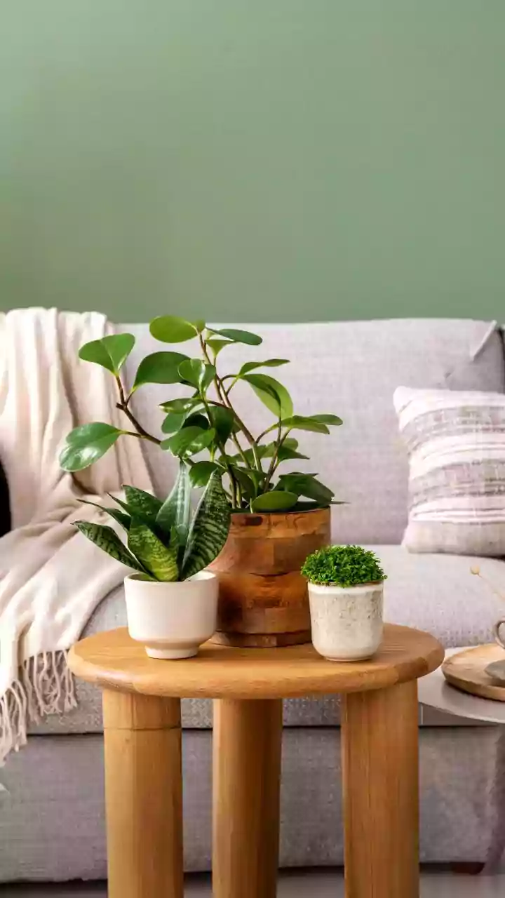 8 Houseplants to Invite Calm & Good Vibes In