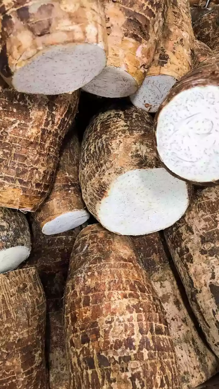 Toxic Datura Sales Trigger Karnataka Action Against Three Online Platforms