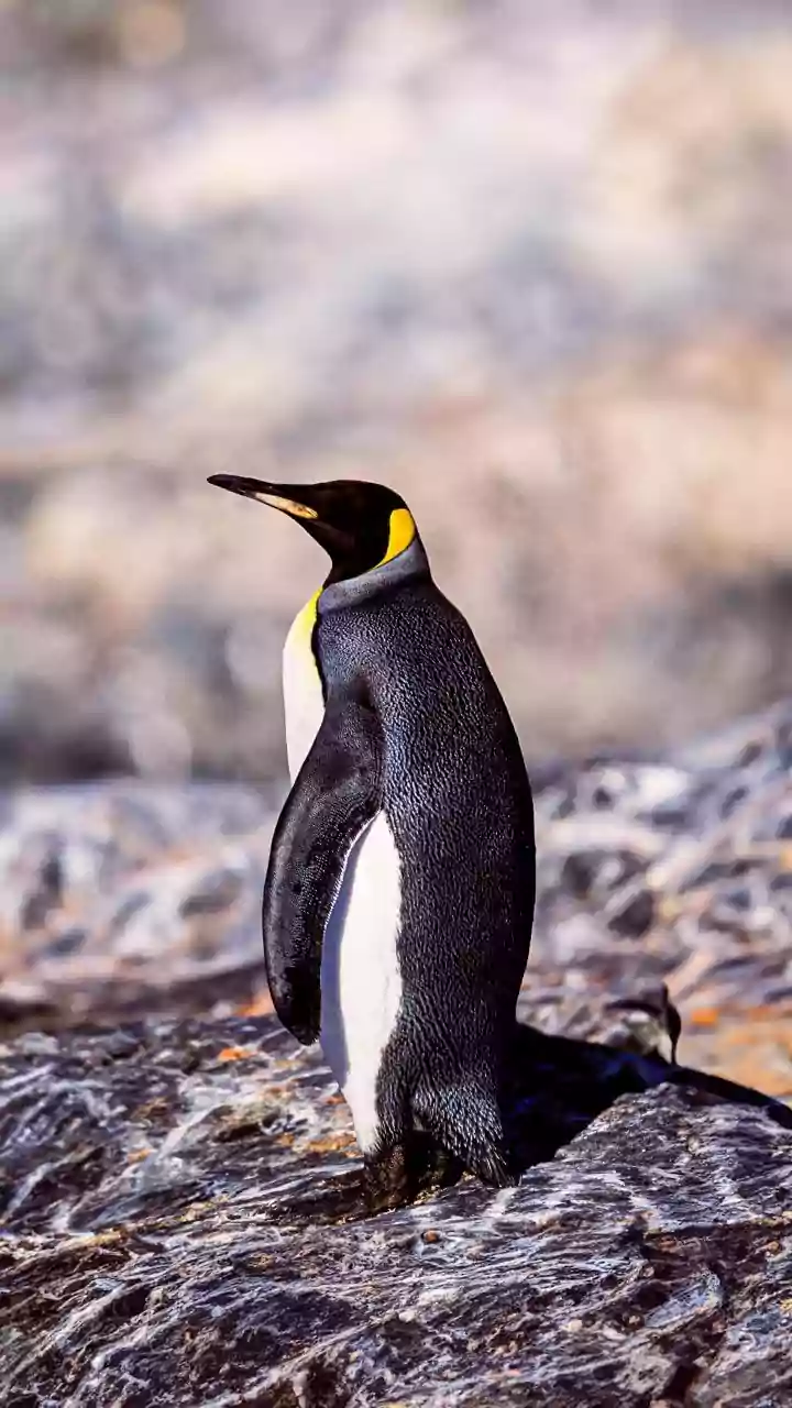 Watched The ‘Lonely Penguin’ Video? Filmmaker Reveals Backstory— ‘He Was Heading Towards His Own Death’