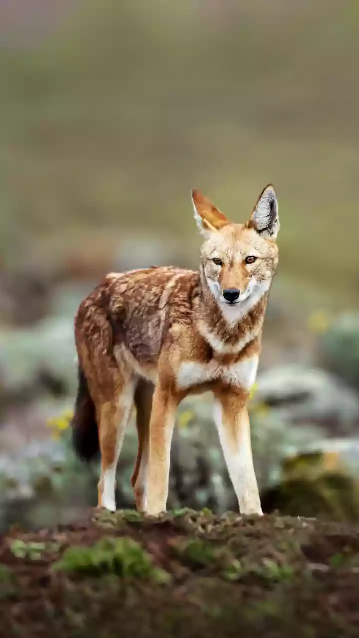 Wildlife lovers, spot Ethiopian wolves on this mountain adventure