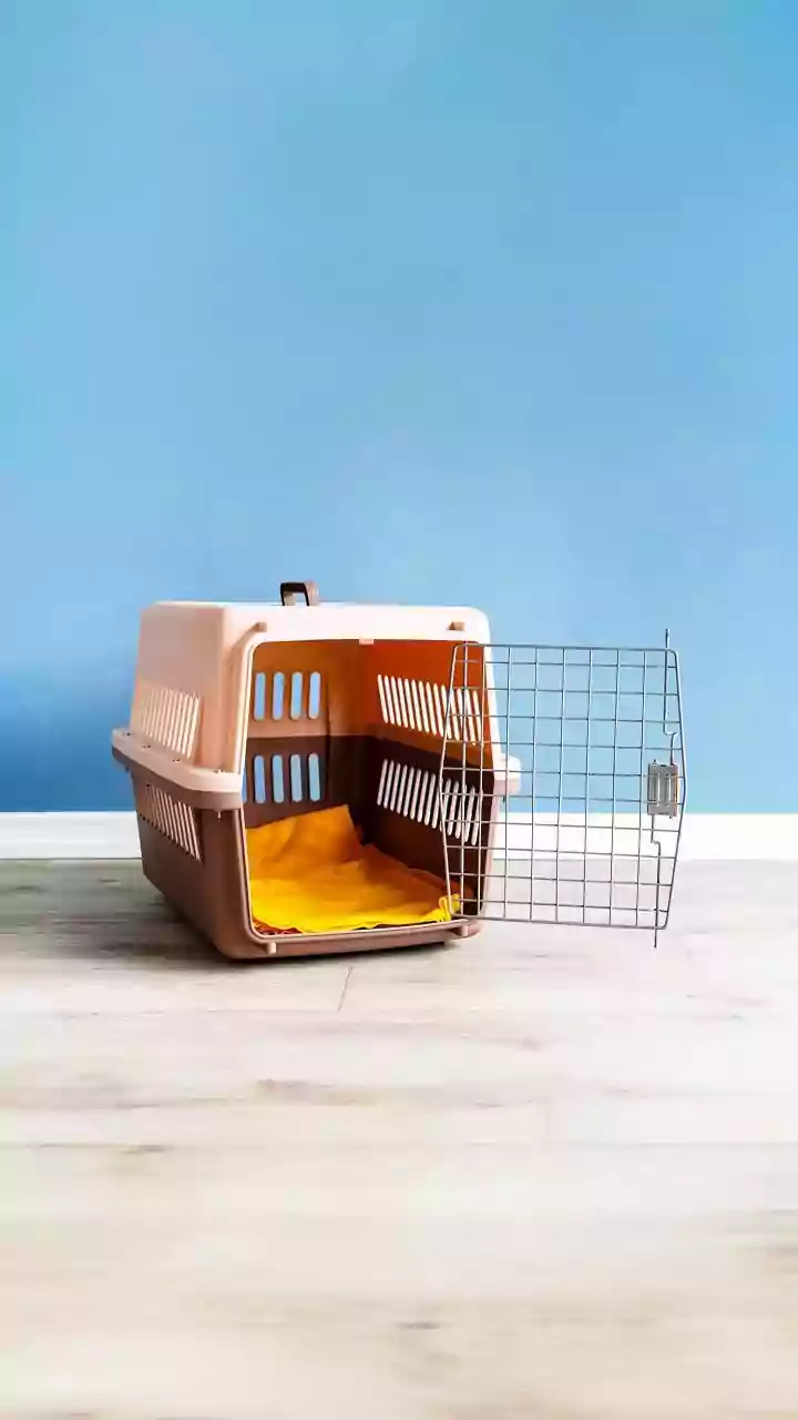 Pet Travel Requires Gear Planning Before The First Bag Is Packed