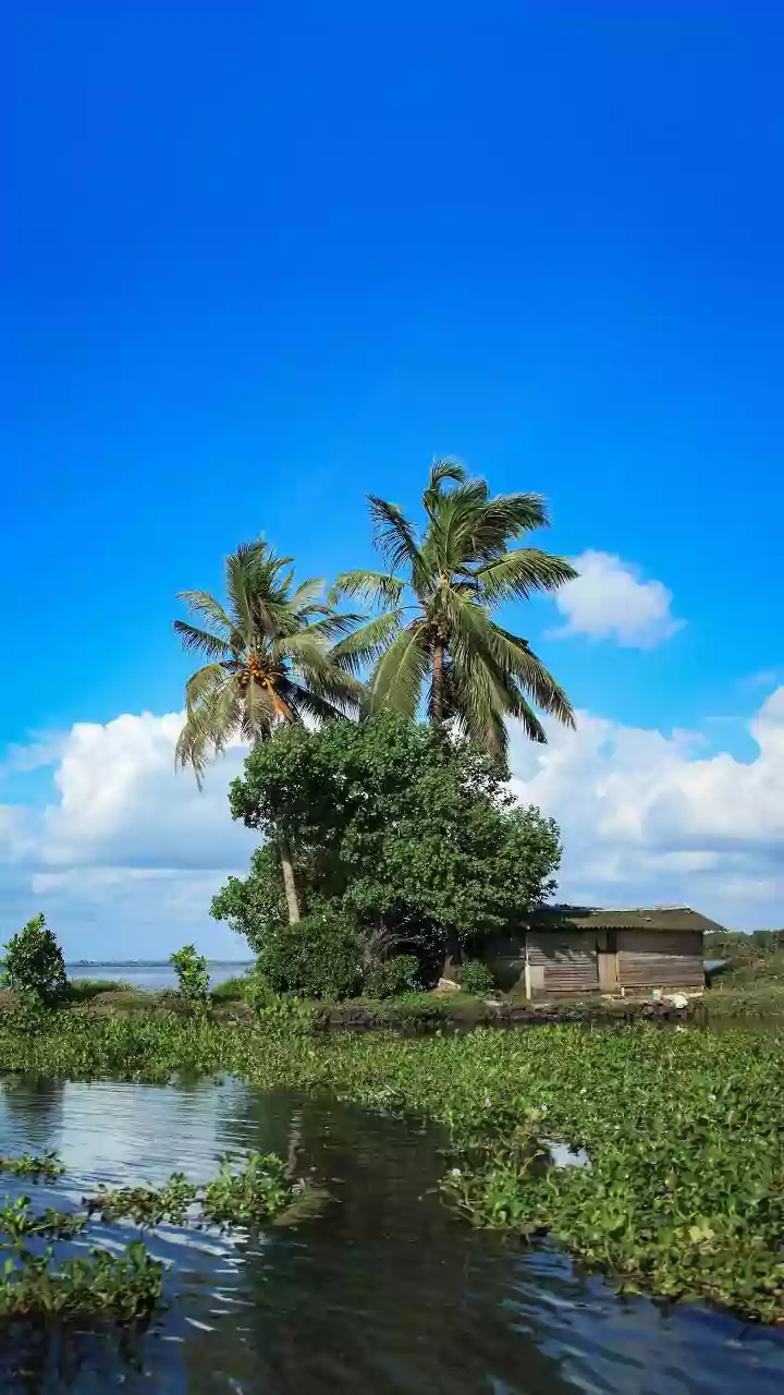 Bird flu outbreak in Kerala: H5N1 detected in Alappuzha, Kottayam