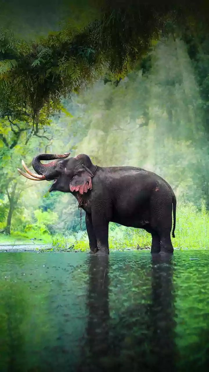 Assam rescues elephant aged 53 from Nagaland floods, minister praises