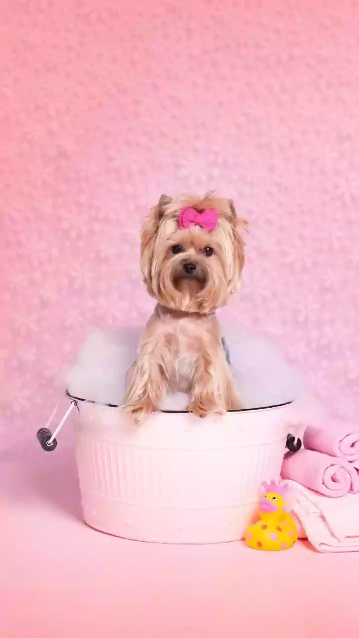 Why Luxury Pet Spas See Massive Waves Of Weekend Bookings