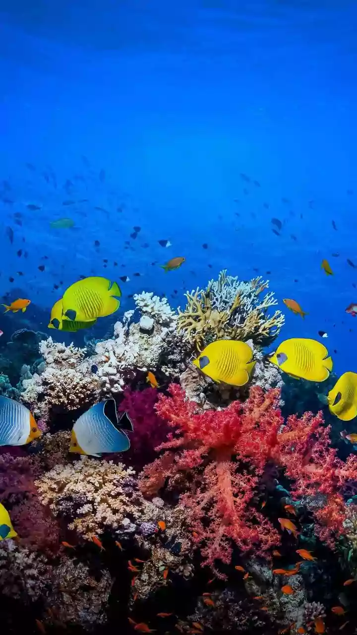Dive into Dreams: 10 Astonishing Hotels Offering Underwater Sleep Experiences