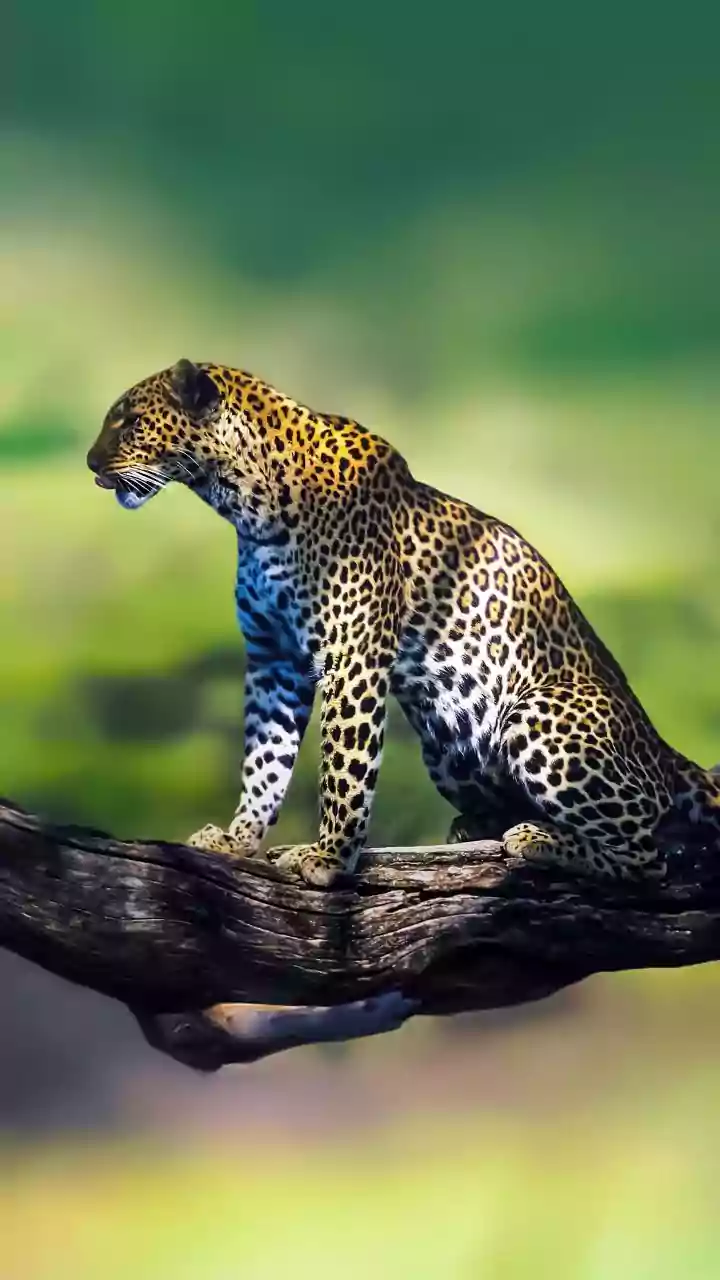 Leopard strays into residential area in Indore, rescued