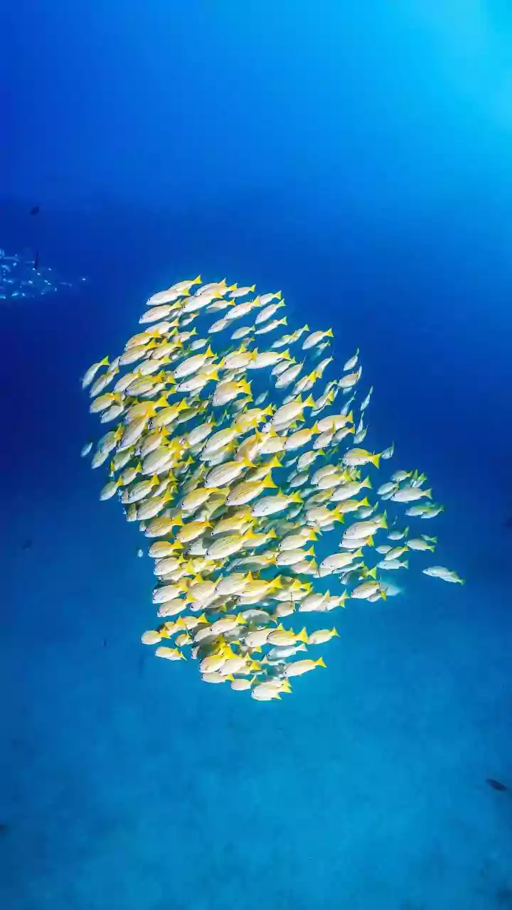 ISRO OceanSat Satellite Series: Monitoring Ocean Colour Patterns For Coastal Fish Movement