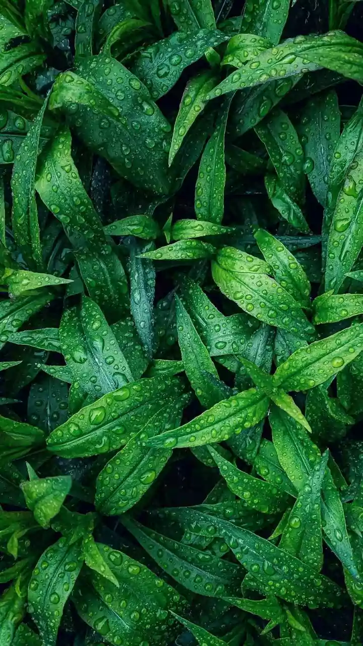 Humidity Can Keep Heat Stress High Even When Rain Falls