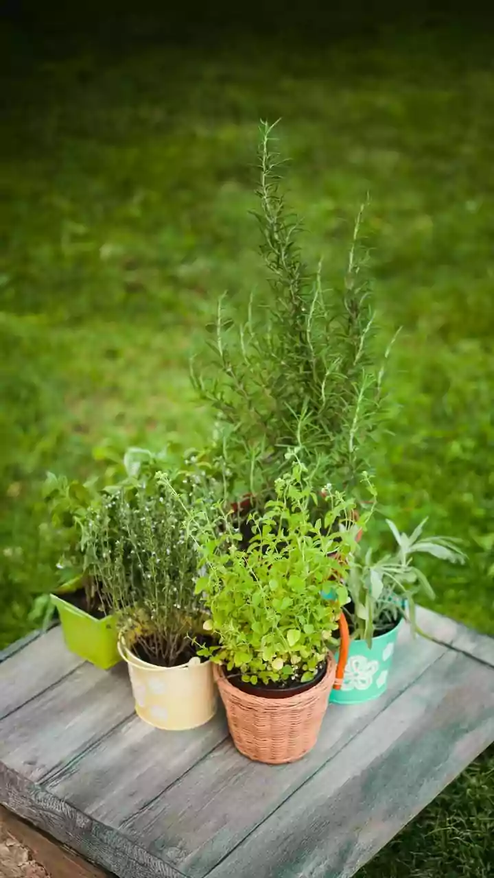 The New Small-Space Gardening Trend Makes Windowsills As Growing Areas Worth Considering