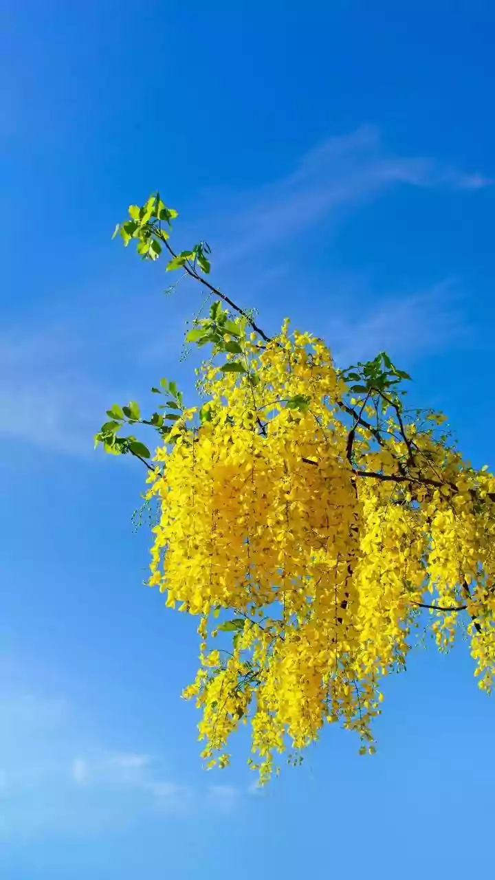 Basant Panchami 2026: Speech ideas in Hindi and English for students