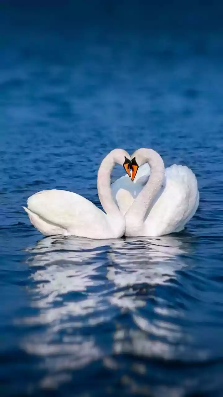 Swans or Orchestra? Optical Illusion Reveals Your Relationship Dynamics