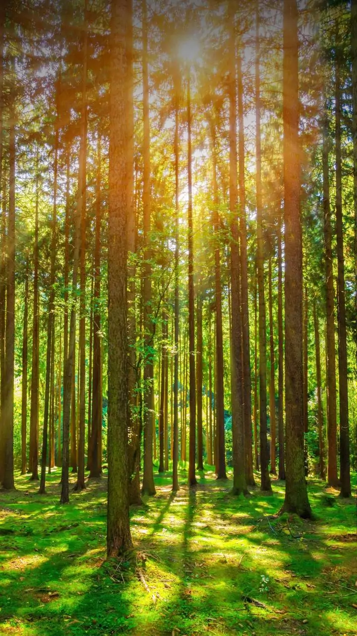 How Shifting Rainfall Is Redefining The Future Of India's Forest Ecosystems