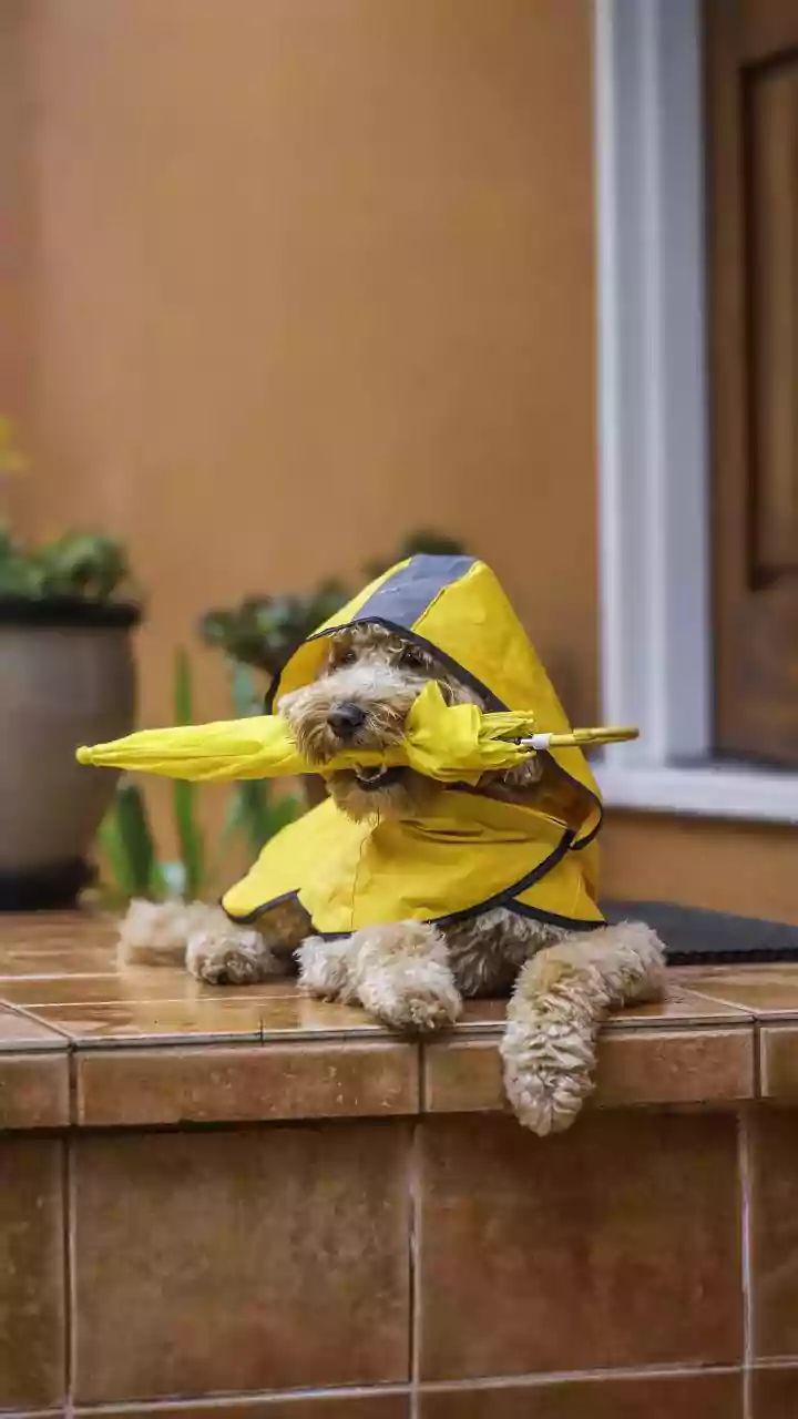 Do Not Leave A Thunder-Anxious Pet Alone On An Exposed Balcony