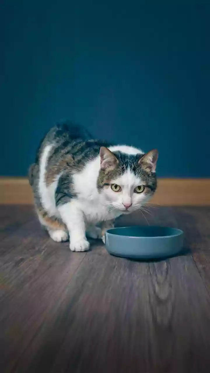 Future-Proof Your Pet Love: 5 Essential Tech Gadgets for 2026