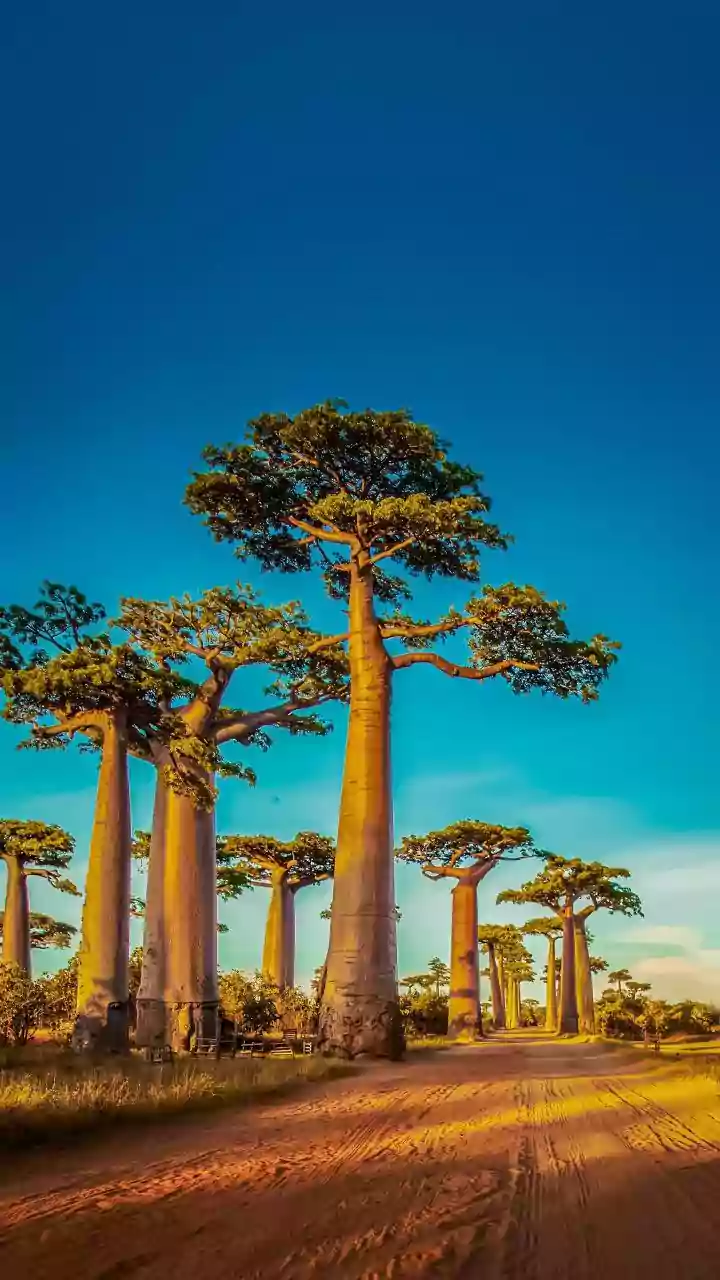 Exploring the health benefits of baobab bark