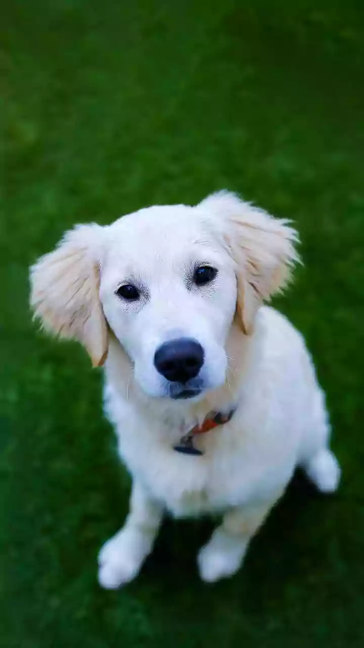 7 Gentle Giants & Playful Pups: Top Dog Breeds for Child Guardianship