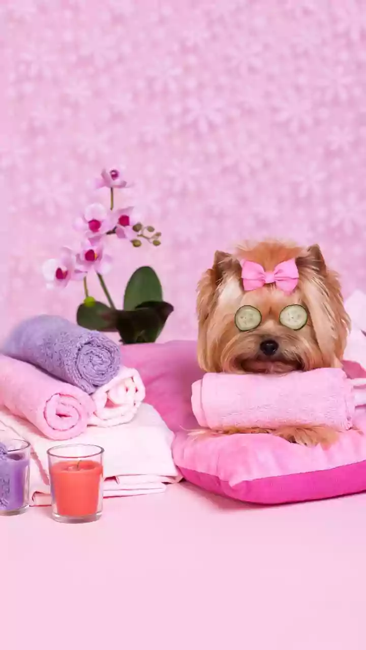 Pet Grooming Has Entered Its Lifestyle Era