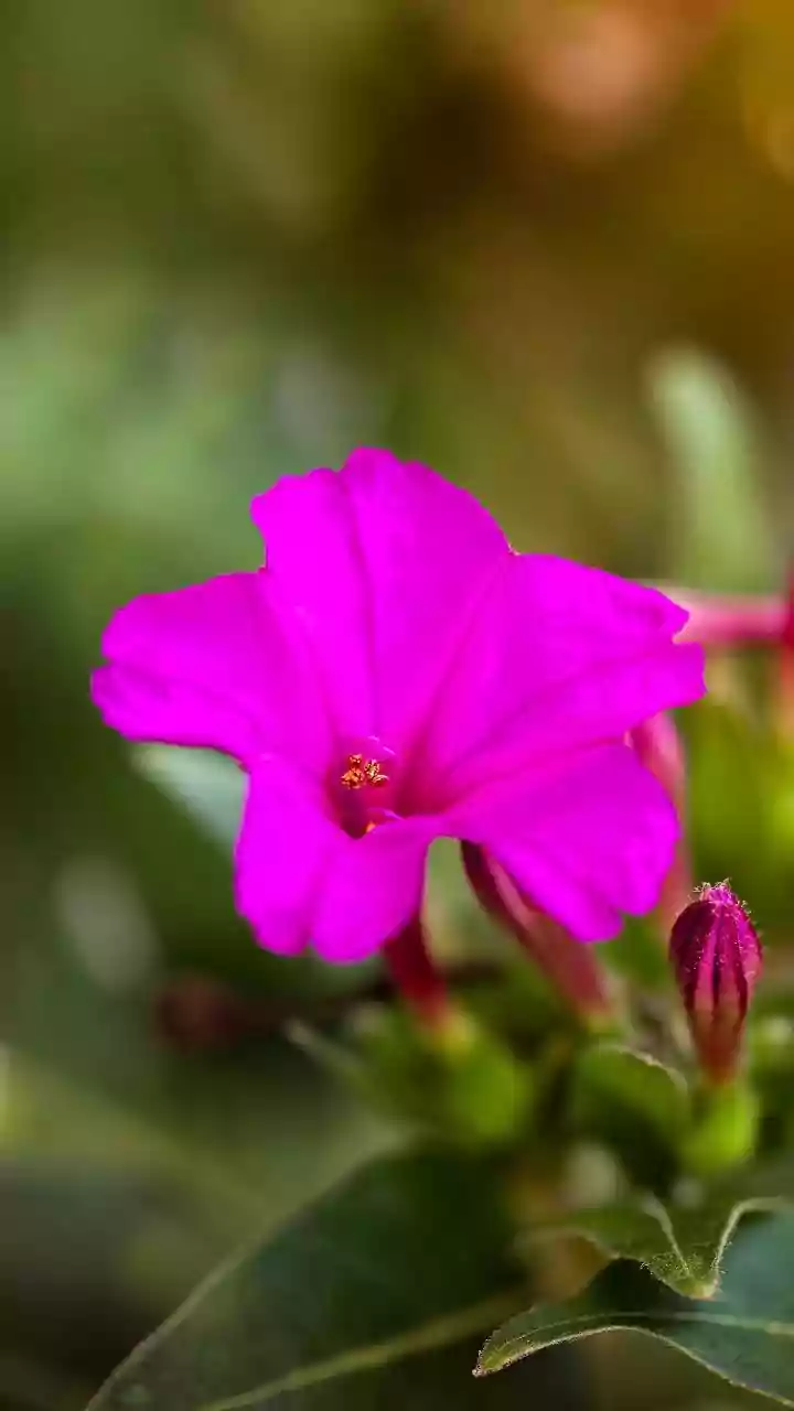 The Rare Neelakurinji Is Protected From Plucking in Tamil Nadu