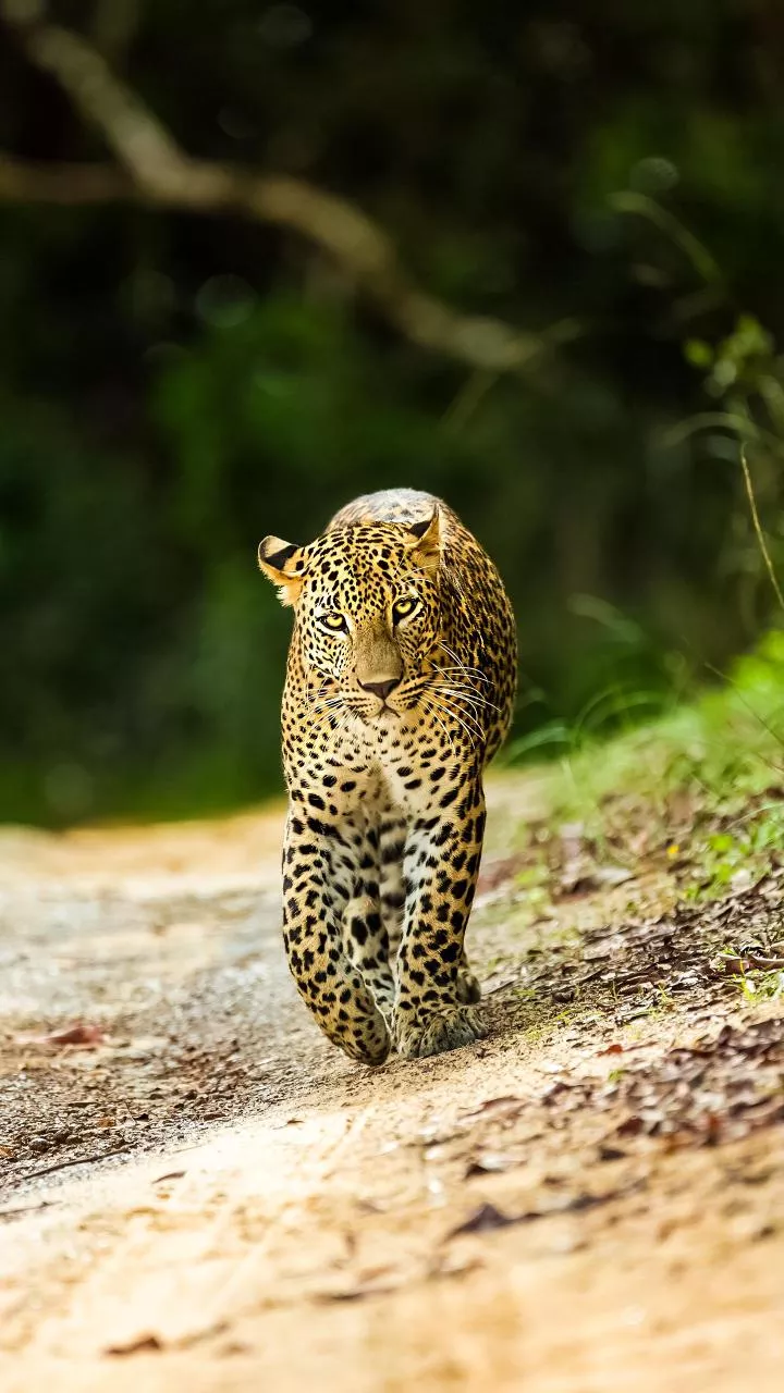 Leopard attacks farmer in Nashik's Sinnar; both die after falling into well