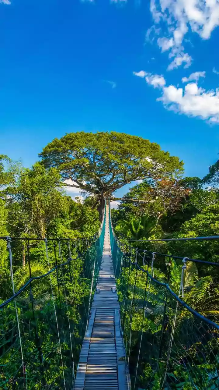 Walk Above Rainforests This Monsoon In India