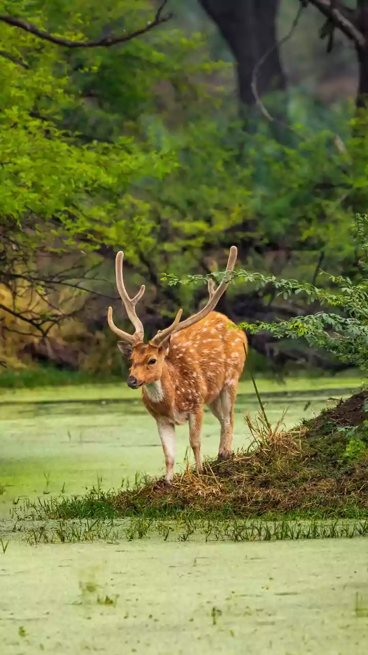 Biodiversity gallery opens at Nandhaur Wildlife Sanctuary to boost eco-tourism in Uttarakhand