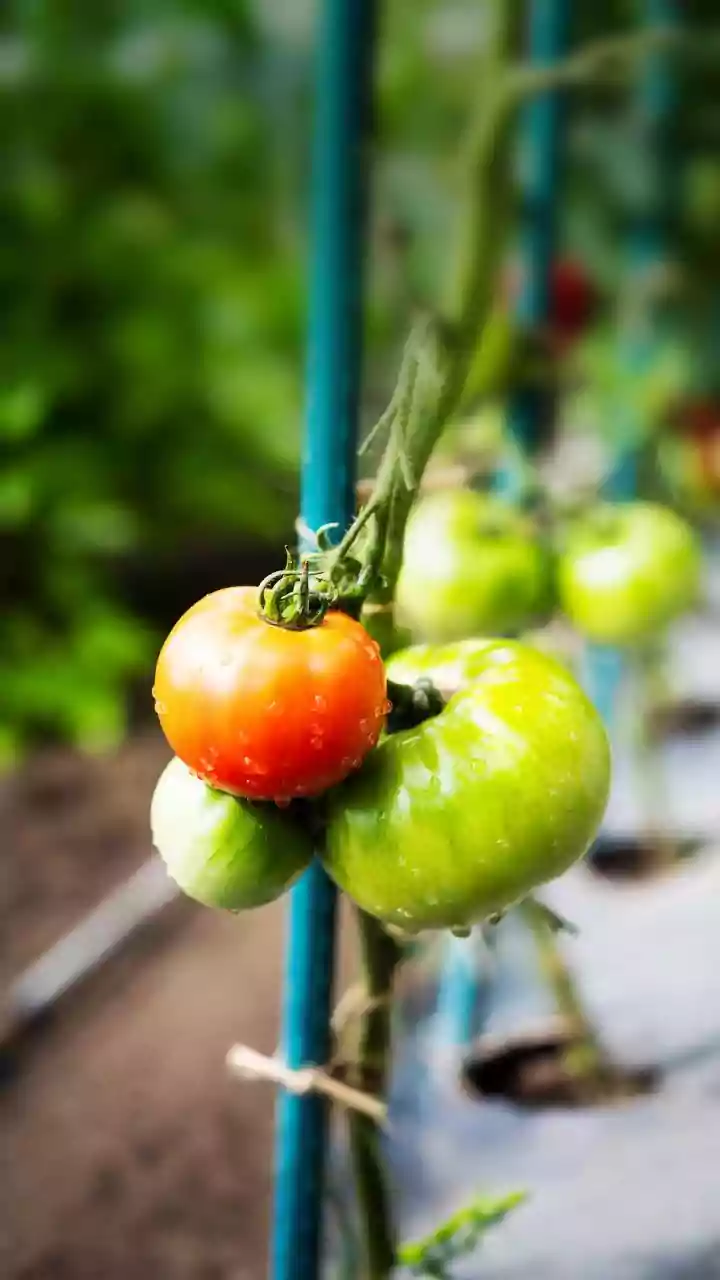 Why Karnataka Government Incentivizes High Rise Rooftop Farming Initiatives Now