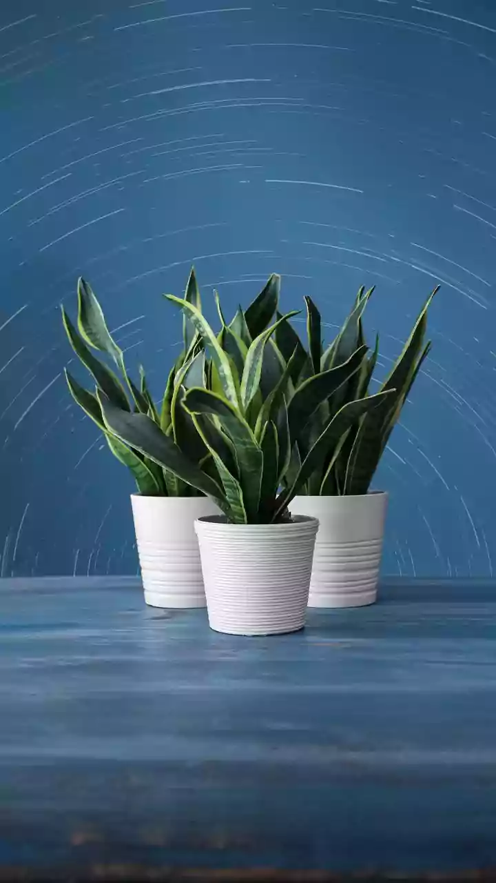 The Best Apartment Plants For Humid Weather And Busy Lifestyles
