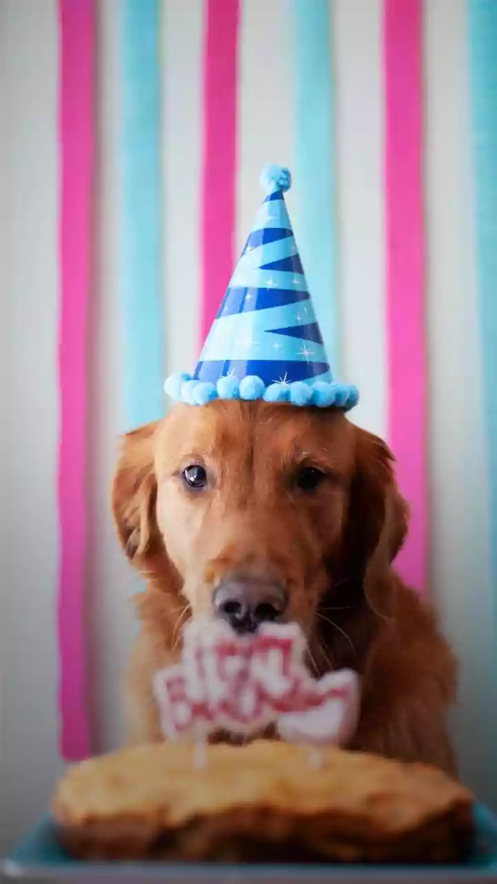 Curated Tier 1 Pet Bakeries Bake Organic Birthday Treats Now