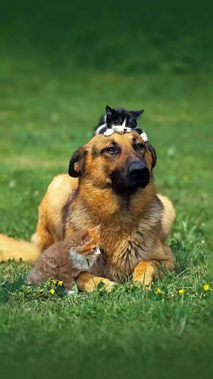 Why managing territory aggression saves apartment owners from costly pet emergency veterinary bills