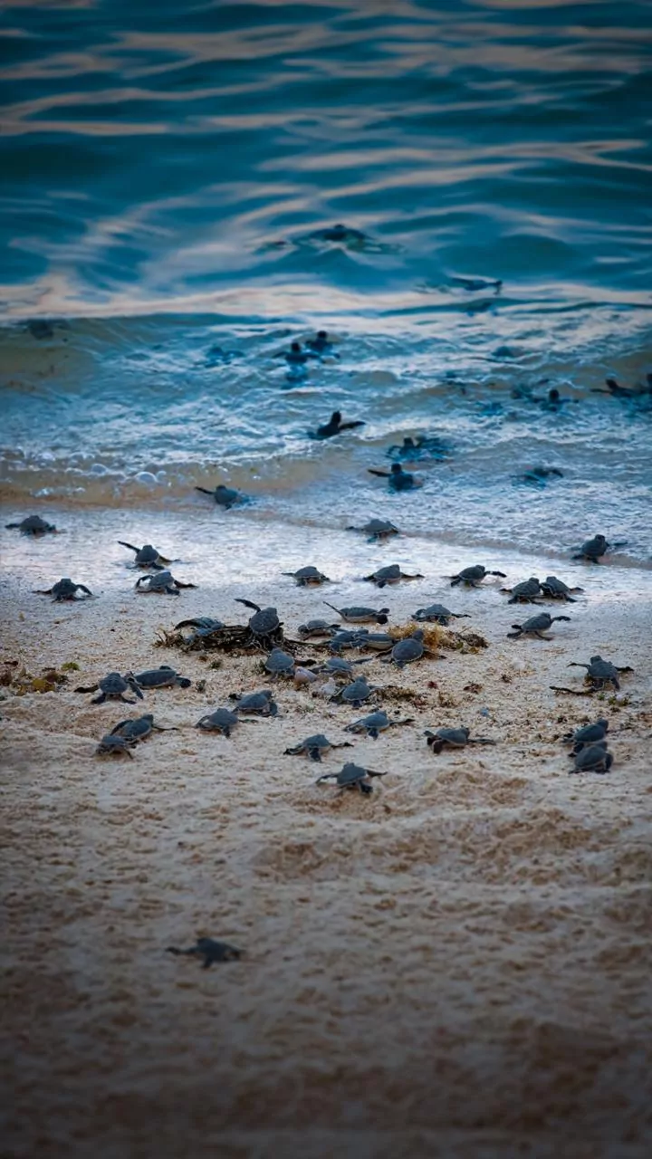 Odisha performs satellite tagging on six Olive Ridley Sea Turtles