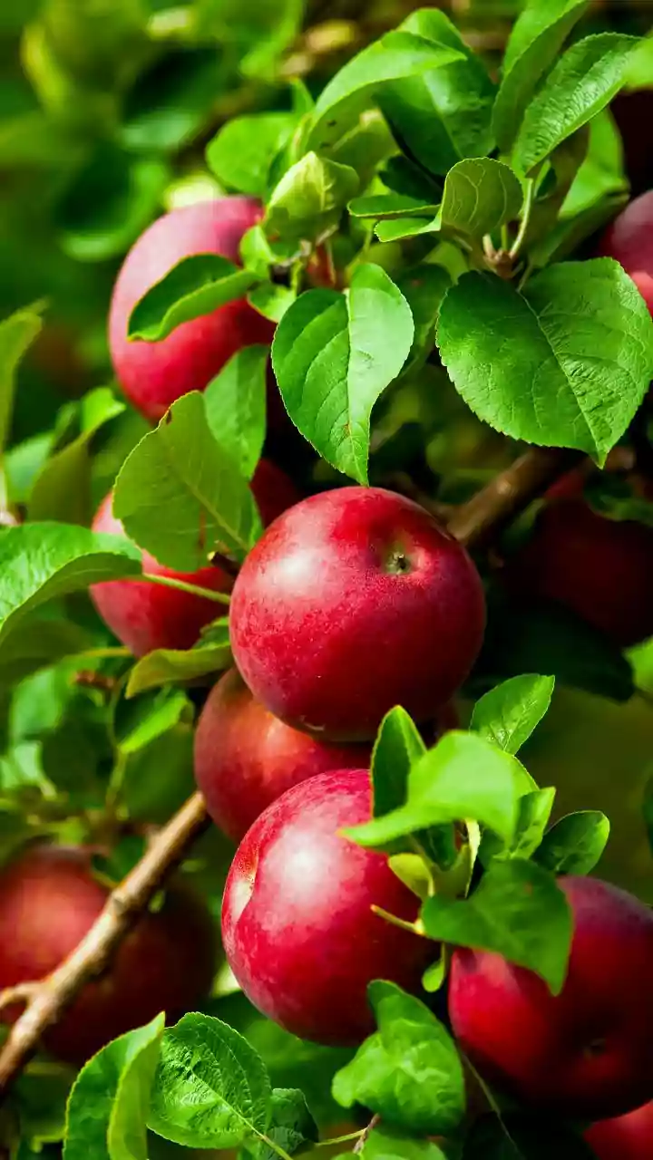 De acordo com especialistas em jardinagem, quais são as únicas árvores frutíferas que devem ser podadas em maio?