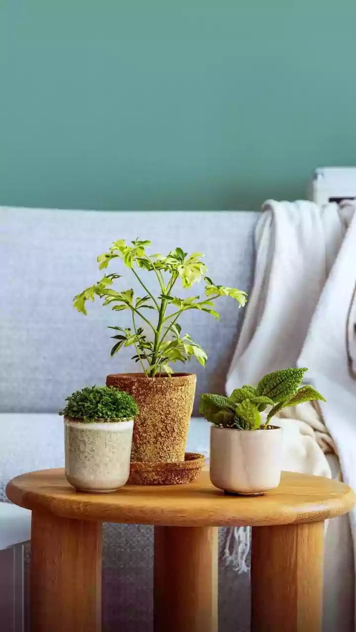 Mohan Sisters' 3-Storey Penthouse: A Blooming Oasis for Pampered Parents